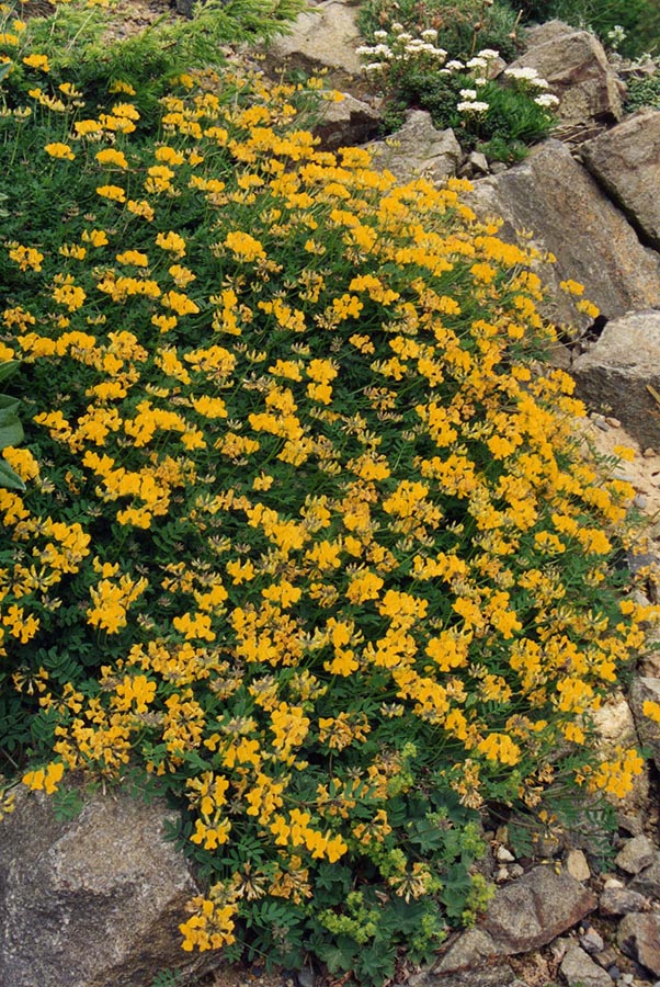 Hippocrepis comosa photo